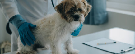 návštěva veterináře, náhrada škody