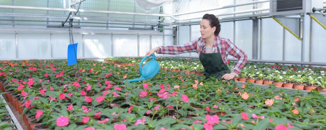 žena ve skleníku ošetřuje květiny